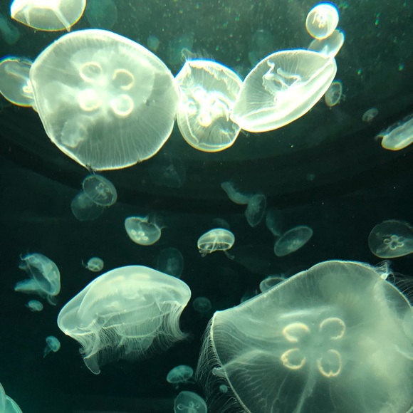 Meet your Posher, Celine - Picture 1 of 1